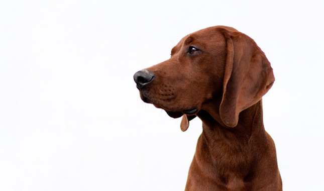 Cool Redbone Coonhound - Dog Breed