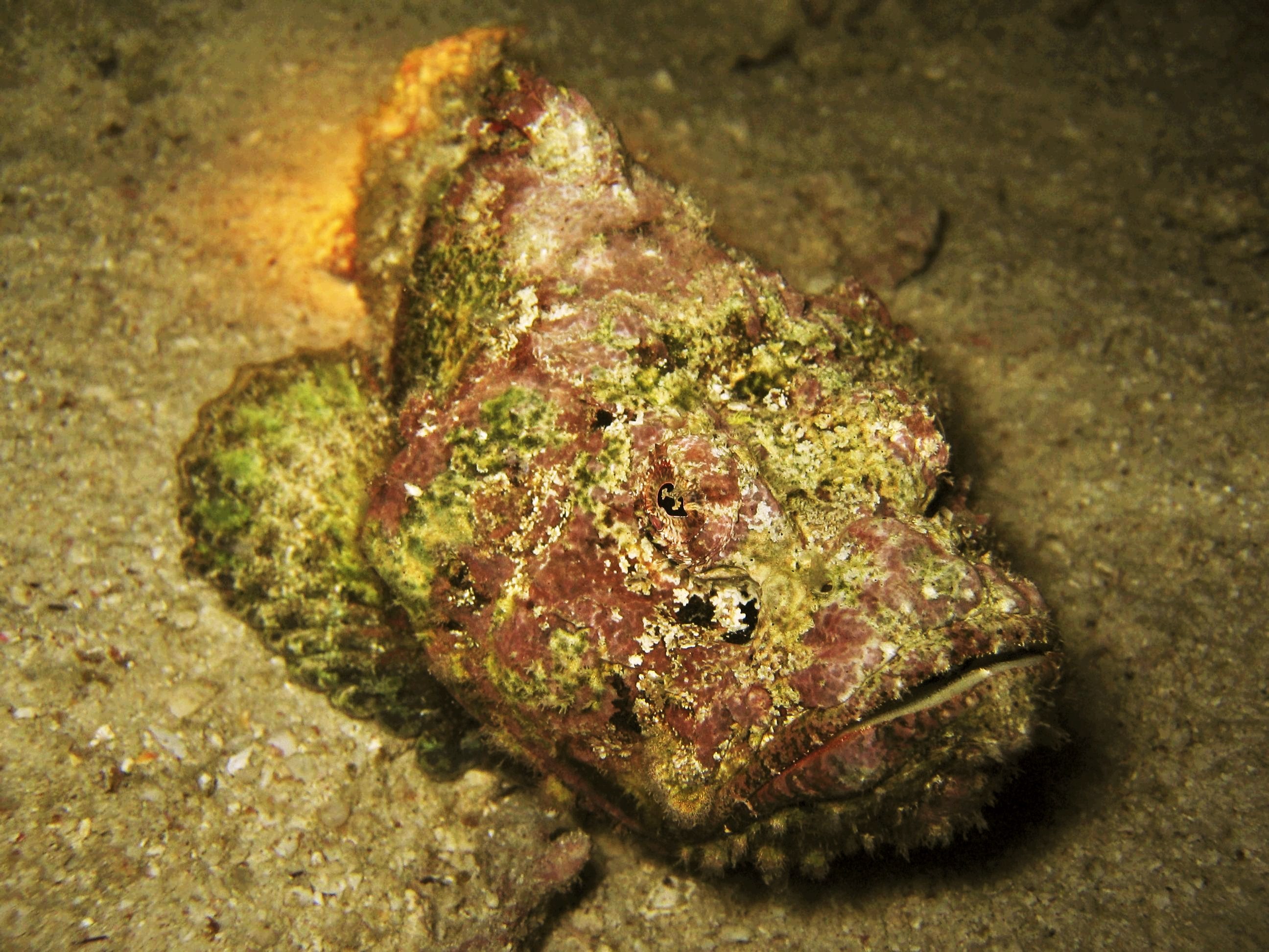 Pretty Reef stonefish