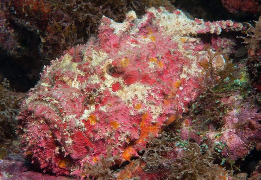 Pretty Reef stonefish