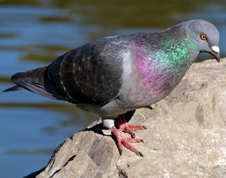 Pretty Rock pigeon