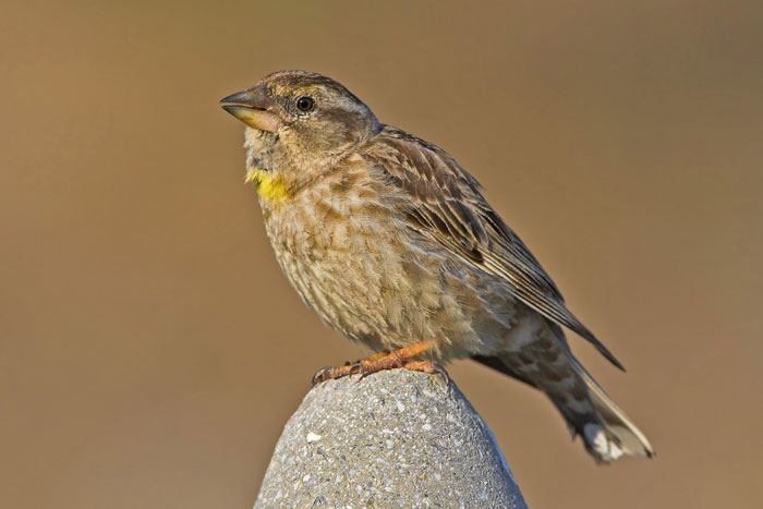 Rock sparrow
