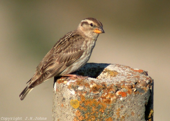 Pretty Rock sparrow