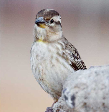 Pretty Rock sparrow