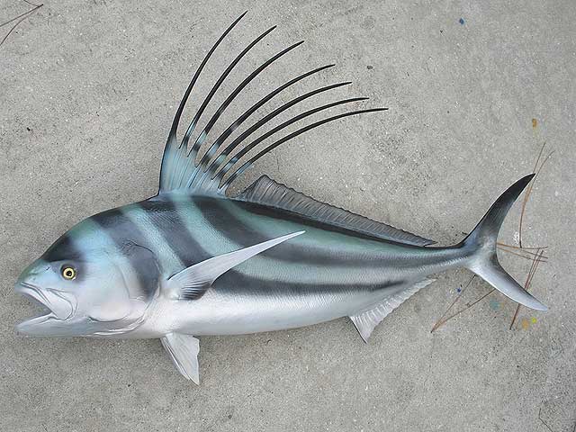 Pretty Roosterfish