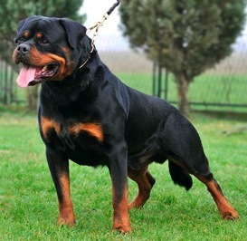 Cool Rottweiler - Dog Breed