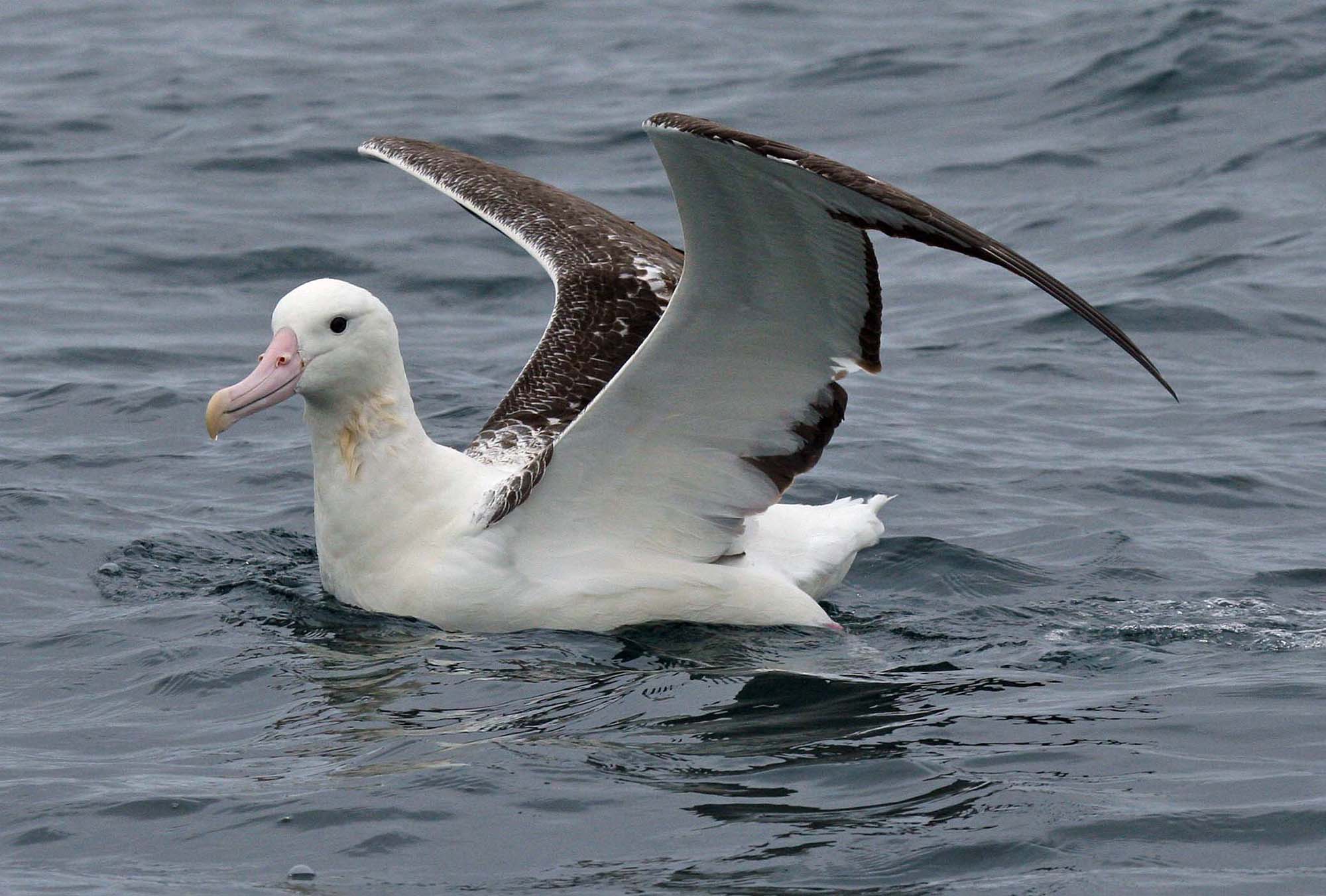 Royal albatross