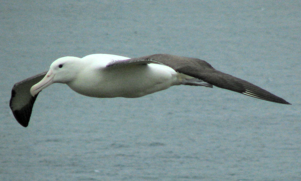 Pretty Royal albatross
