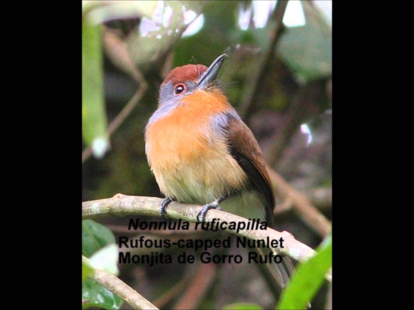 Rufous-capped nunlet