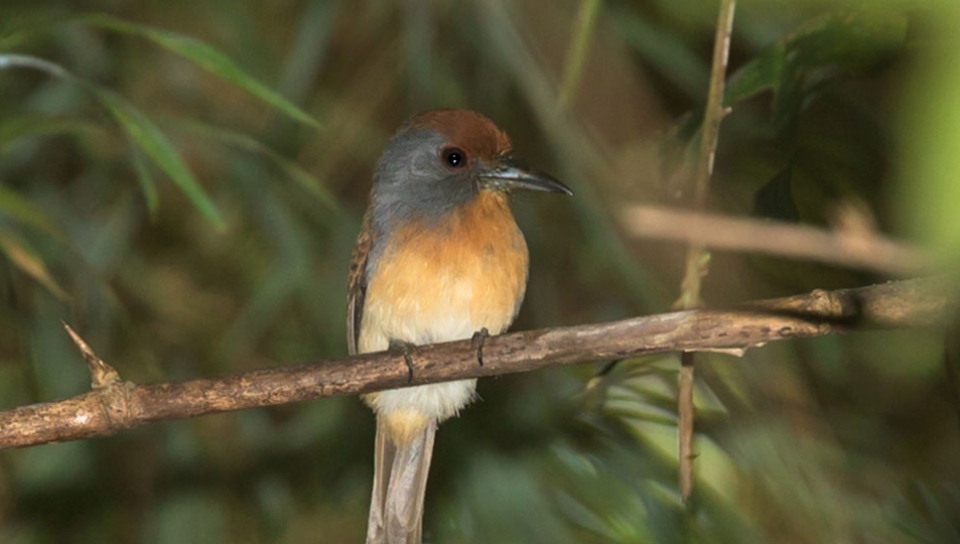 Pretty Rufous-capped nunlet