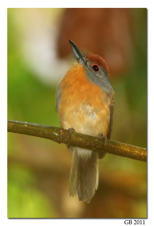 Pretty Rufous-capped nunlet