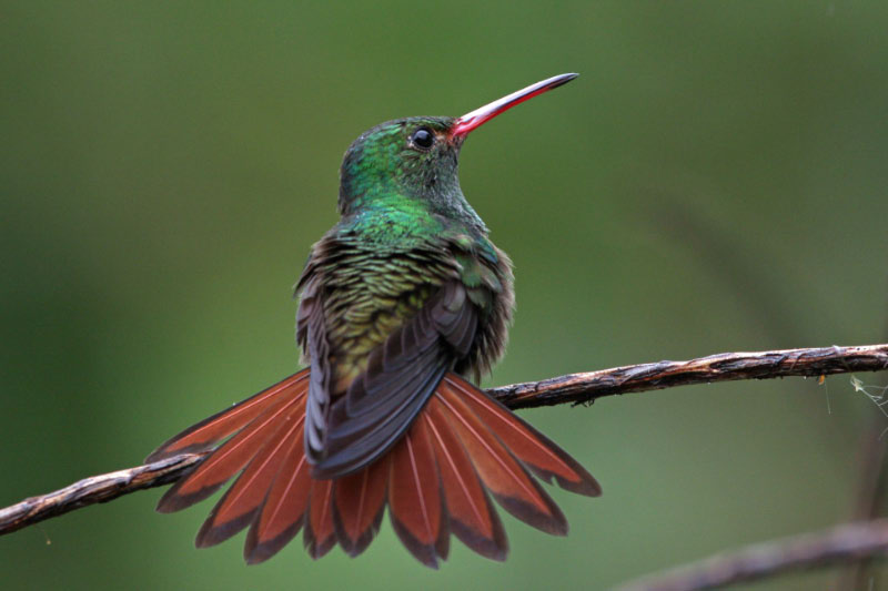 Pretty Rufous-tailed hummingbird