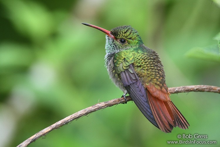 Pretty Rufous-tailed hummingbird