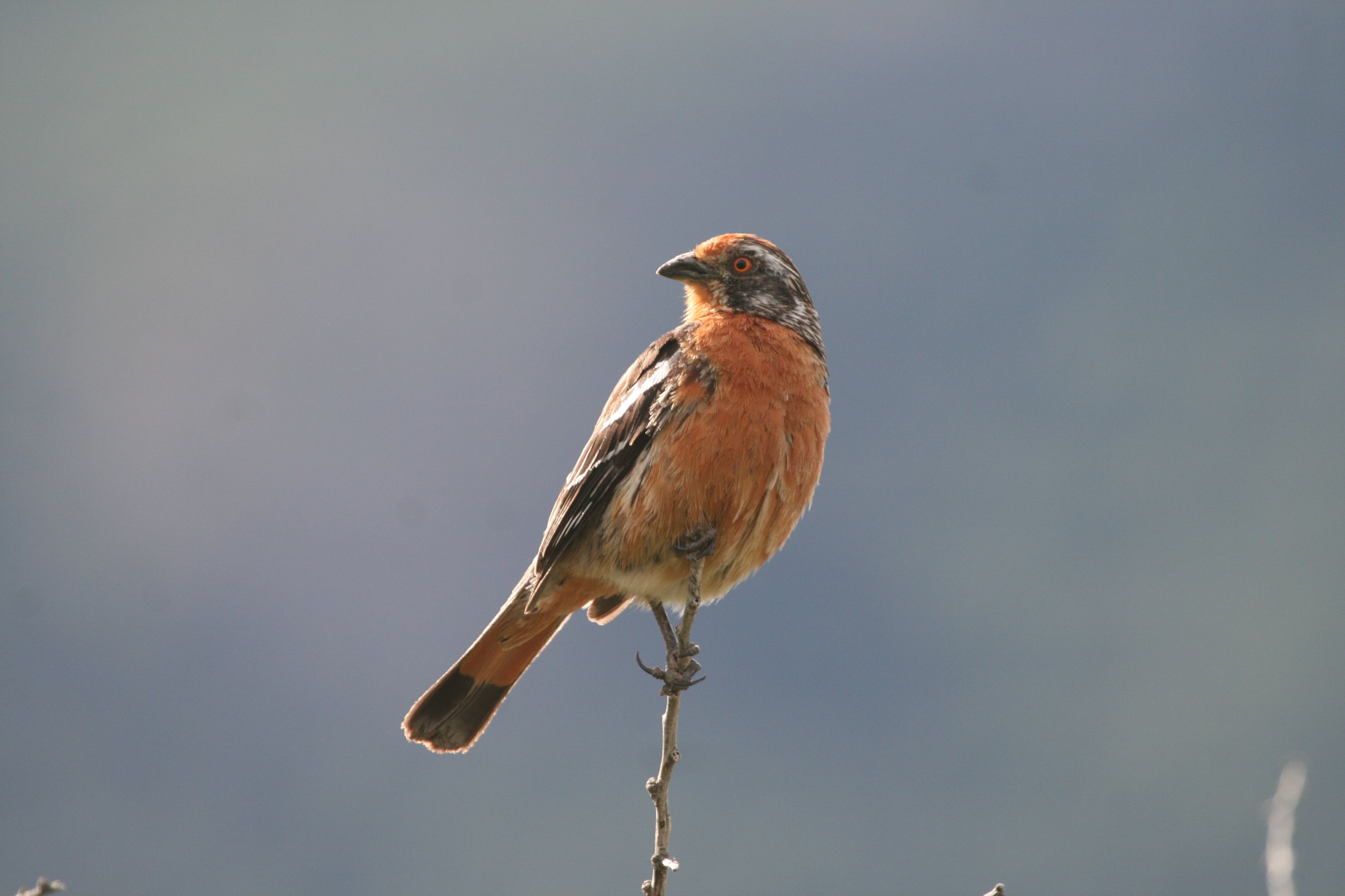 Rufous-tailed plantcutter