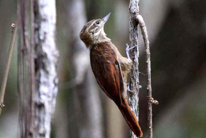 Rufous-tailed xenops
