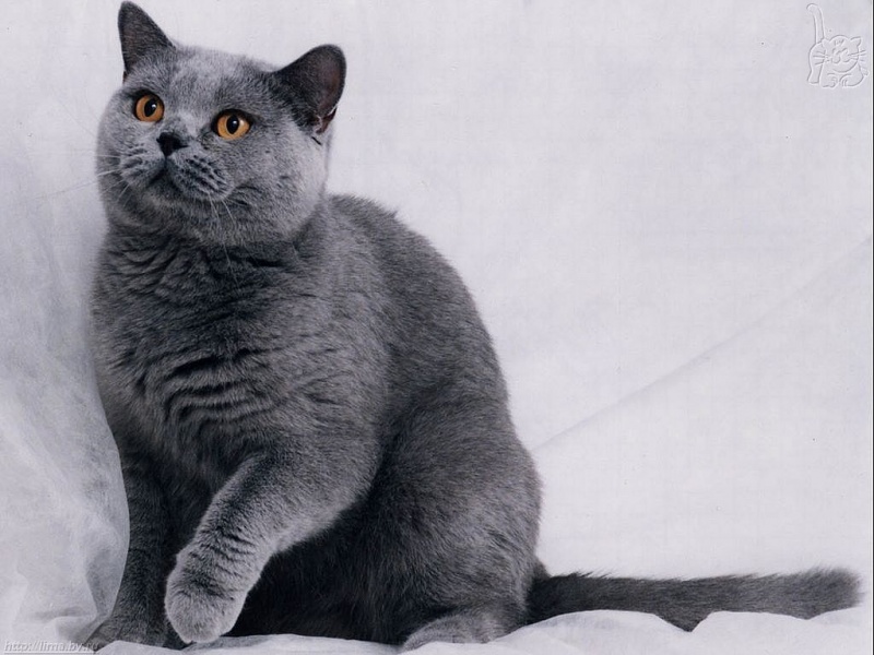 Russian Blue - Cat Breed wallpaper