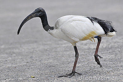 Sacred ibis