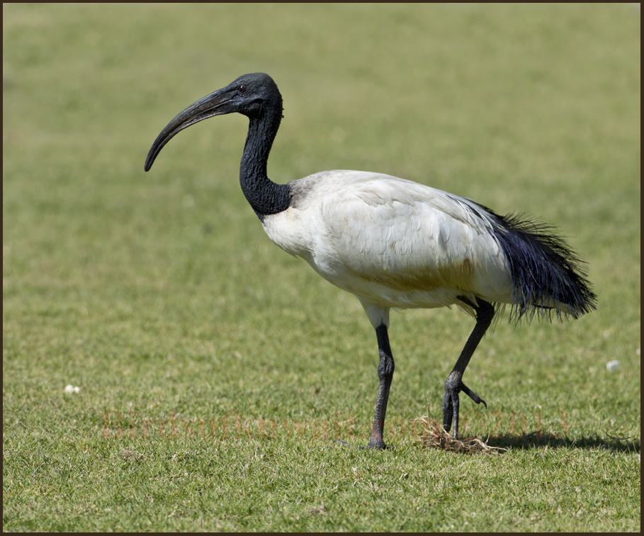 Pretty Sacred ibis