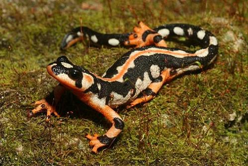 Salamander and Newt