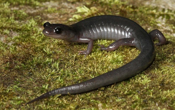What are some salamander facts?