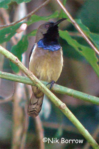 Pretty Sao Tome sunbird