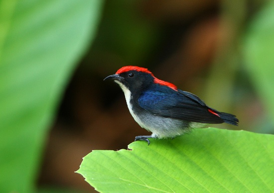Pretty Scarlet-backed flowerpecker