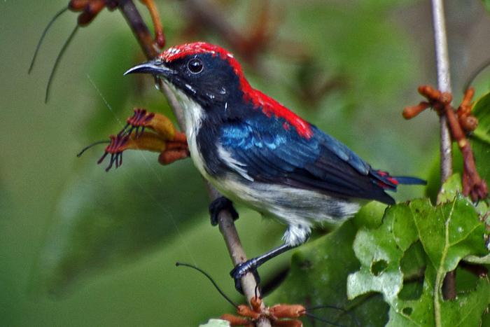 Pretty Scarlet-backed flowerpecker