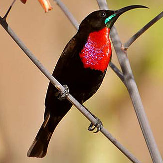 Pretty Scarlet-chested sunbird