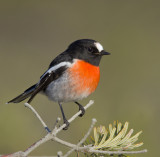 Scarlet robin