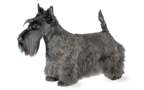 Nice Scottish Terrier - Dog Breed