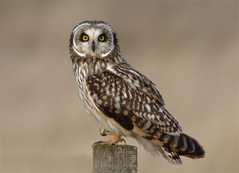 Pretty Short-eared owl
