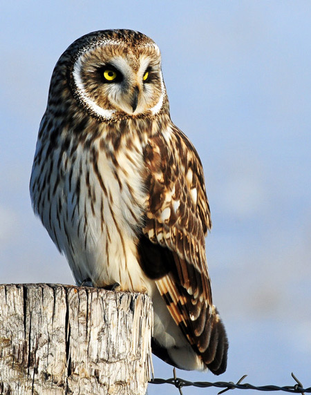 Pretty Short-eared owl