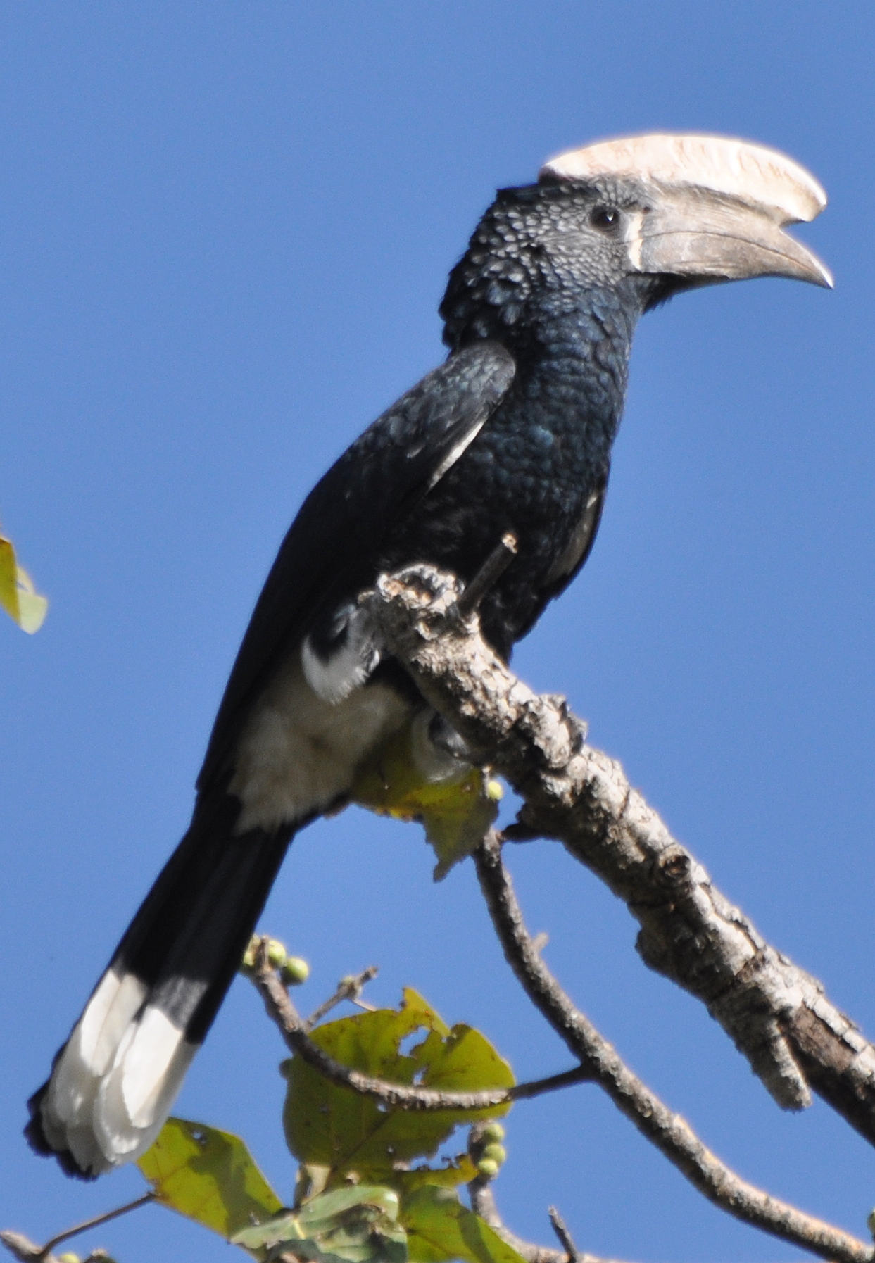 Pretty Silvery-cheeked hornbill