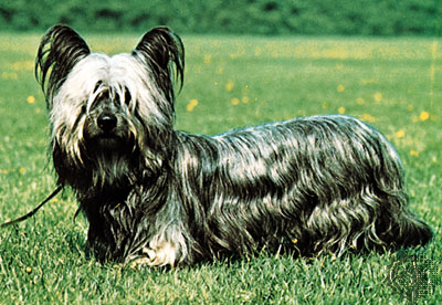 Skye Terrier - Dog Breed