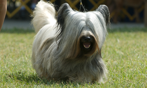 Cool Skye Terrier - Dog Breed