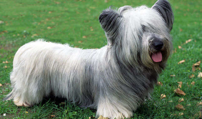 Pretty Skye Terrier - Dog Breed