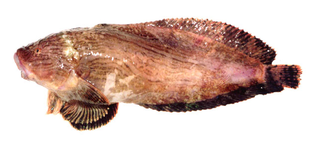 Slipskin snailfish