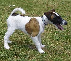 Smooth Fox Terrier - Dog Breed