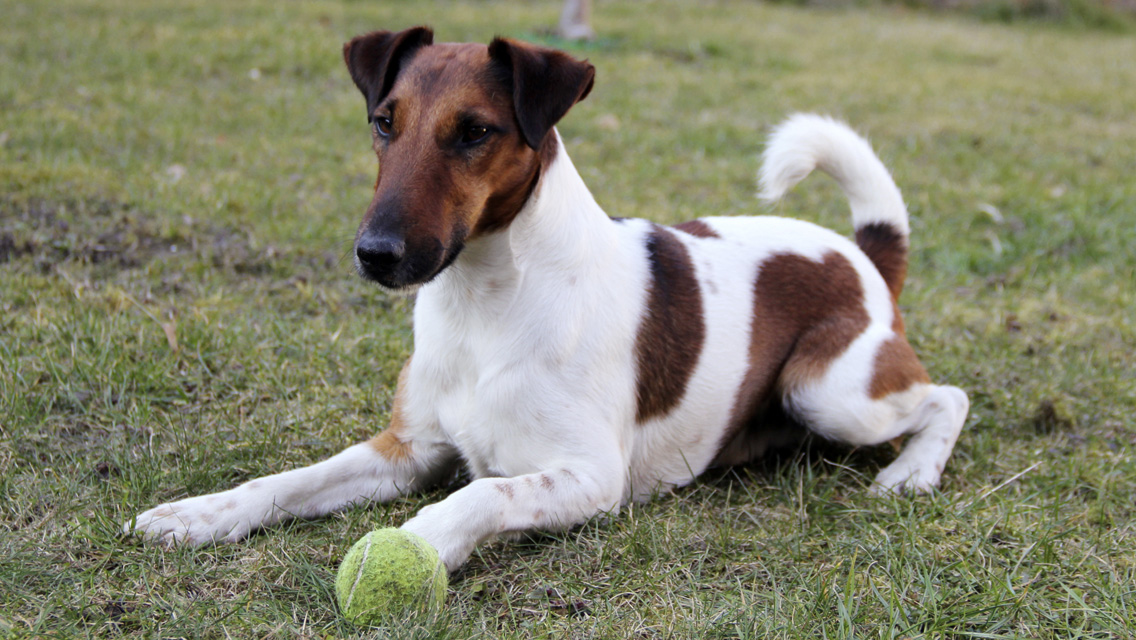 Smooth Fox Terrier - Dog Breed photo 