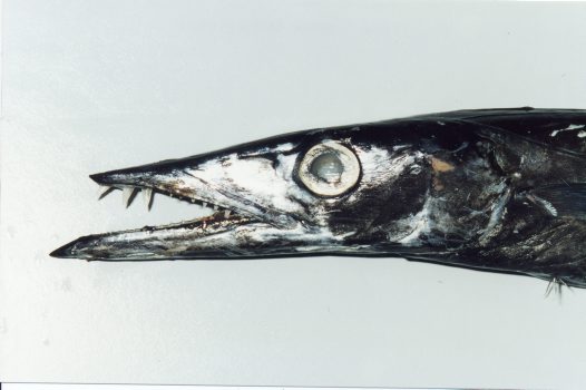 Pretty Snake mackerel