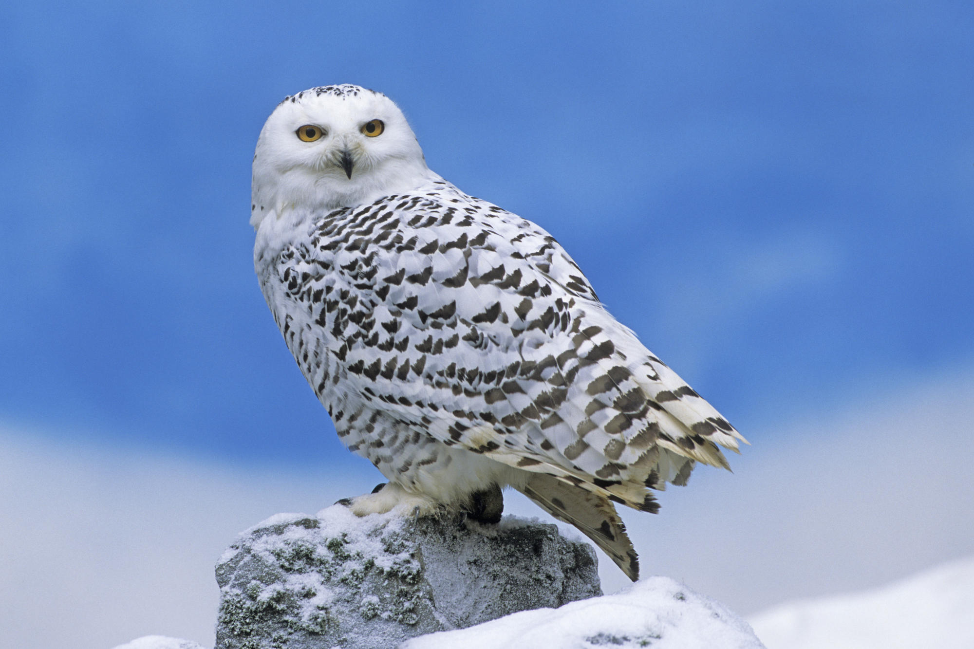 Pretty Snowy owl