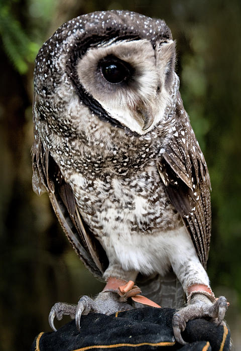 Pretty Sooty owl