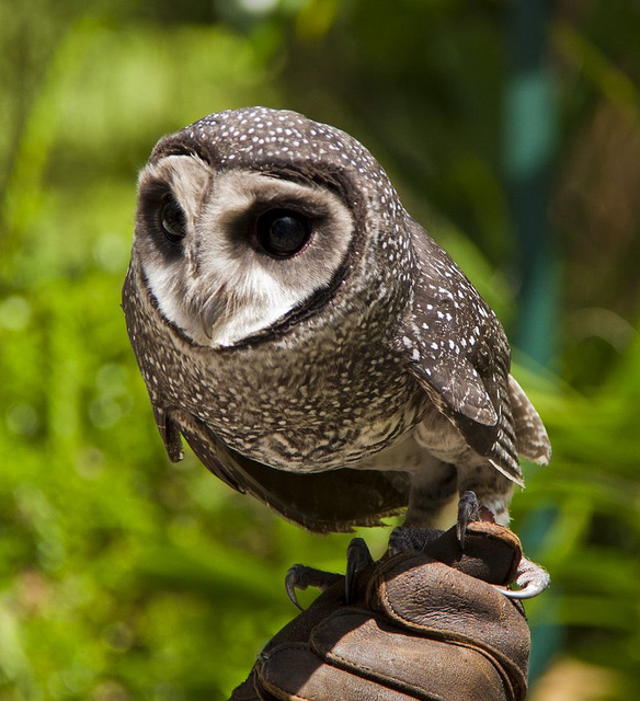Pretty Sooty owl