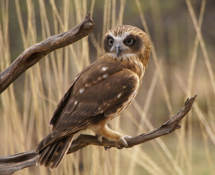 Southern boobook owl