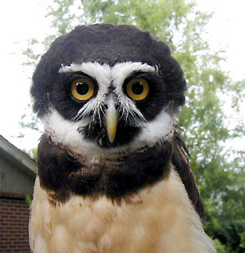 Pretty Spectacled owl