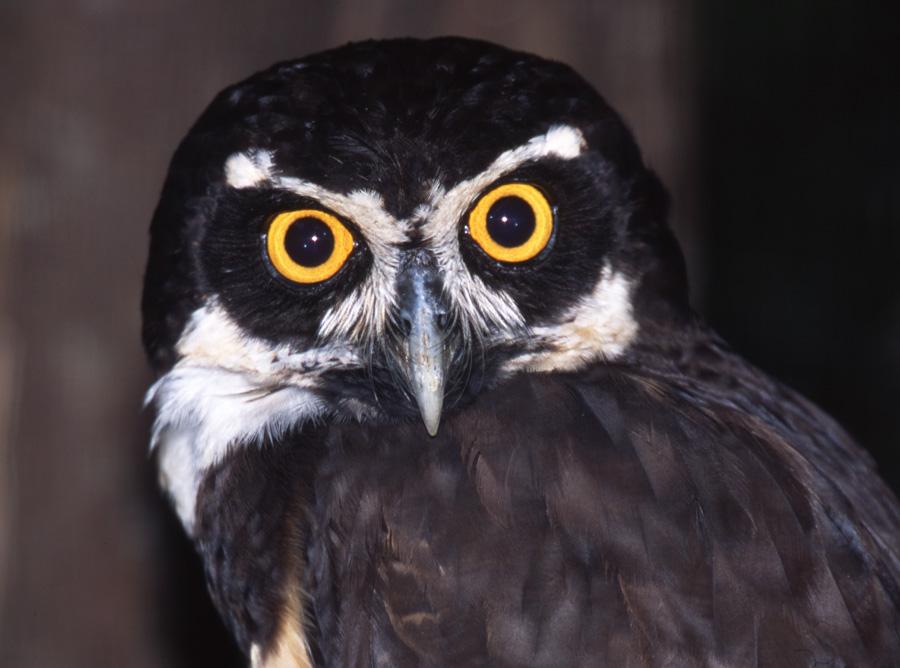 Pretty Spectacled owl