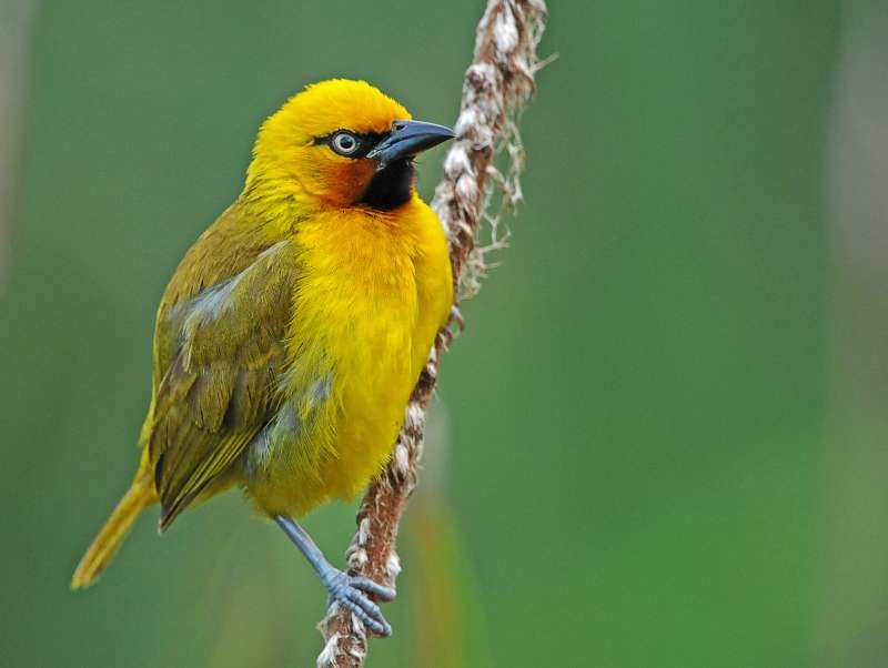 Pretty Spectacled weaver