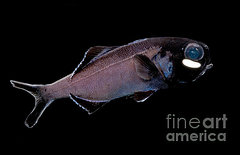 Splitfin flashlightfish