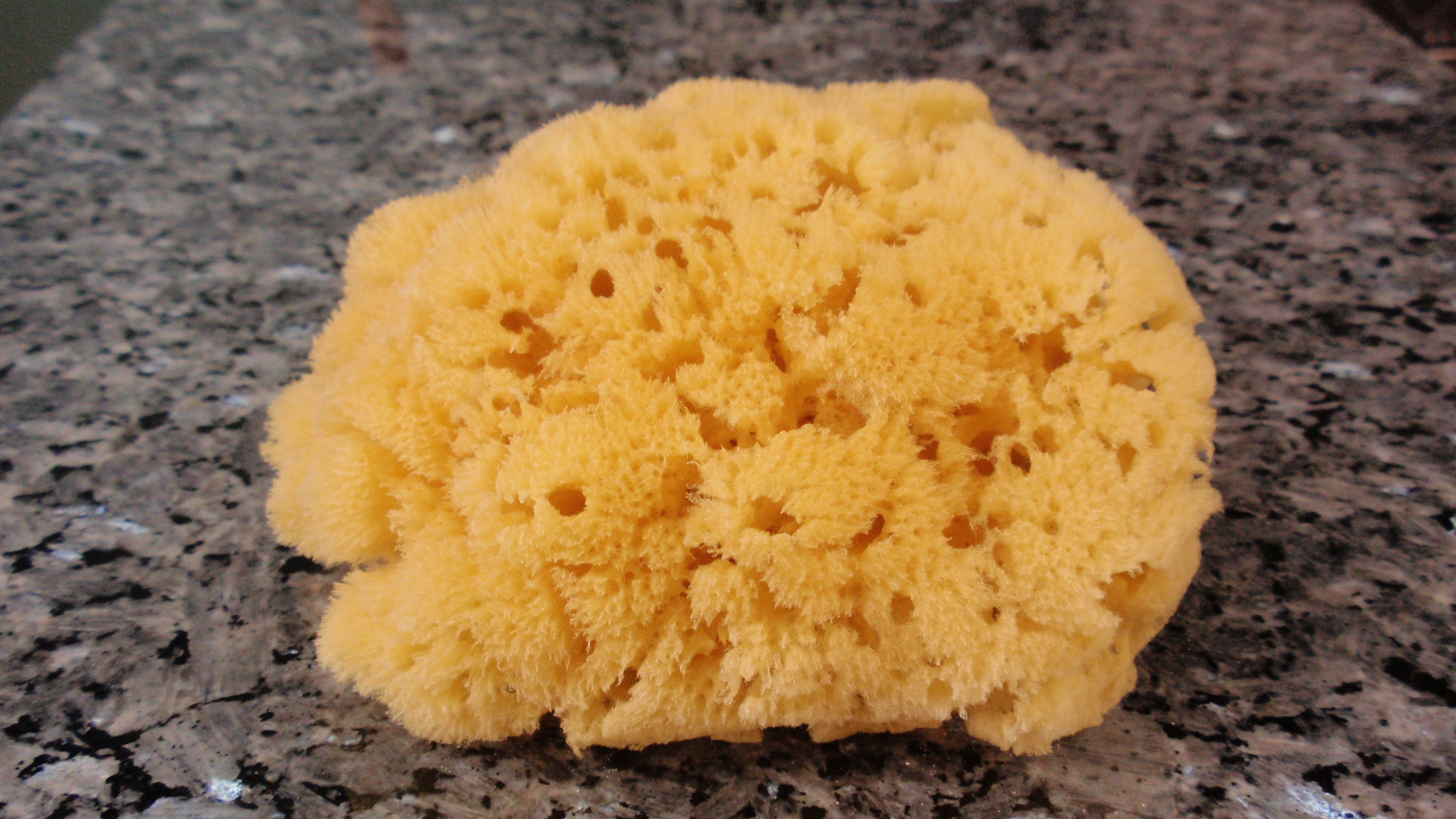 Pretty Sponge