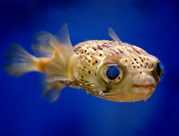 Pretty Spot-fin porcupinefish