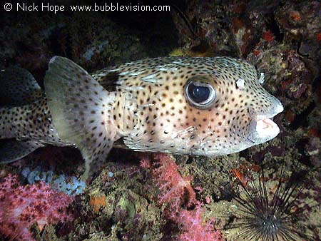 Pretty Spot-fin porcupinefish